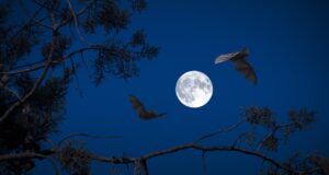 full moon, night, bats