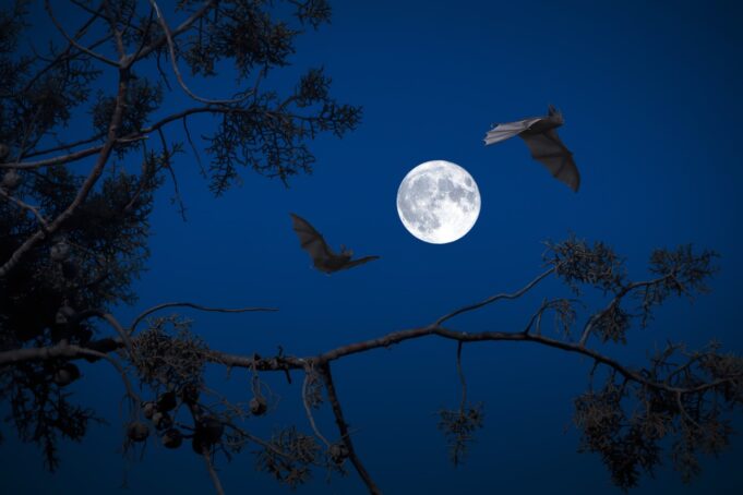 full moon, night, bats