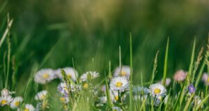 white and yellow flowers in tilt shift lens