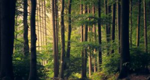 forest trees