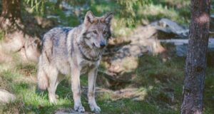 gray and black wolf standing near tree trunk during daytime