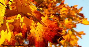 a close up of a leaf on a tree