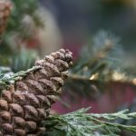 pinecone, christmas decoration, advent