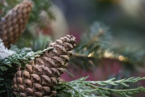 pinecone, christmas decoration, advent