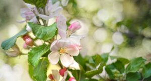 a branch of a tree with pink and white flowers