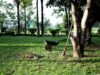 black wheelbarrow near tree during daytime
