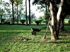 black wheelbarrow near tree during daytime