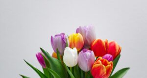 pink white and red tulips