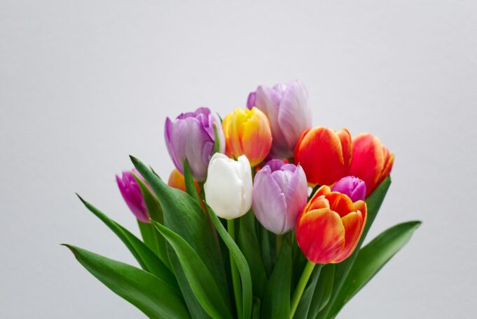 pink white and red tulips