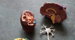 brown human organs learning equipment