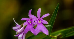 purple petaled flower close up