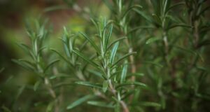 green plant in close up photography
