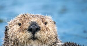 brown and black seal in water