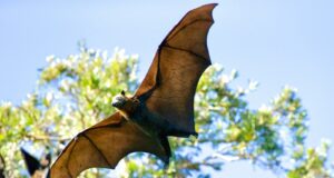 a large bat flying over a forest filled with trees