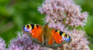 a close up of a butterfly on a flower