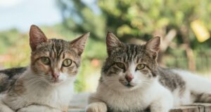 two brown tabby cats on wood planks