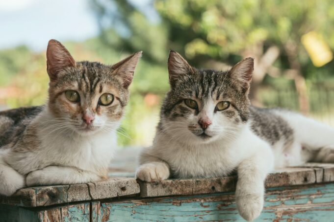 Photo by Nathalie Jolie two brown tabby cats on wood planks