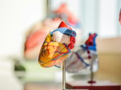 selective focus photography of heart organ illustration