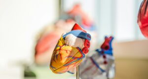 selective focus photography of heart organ illustration