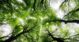 low angle photography of trees during daytime