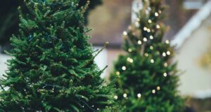 green Christmass tree close-up photography