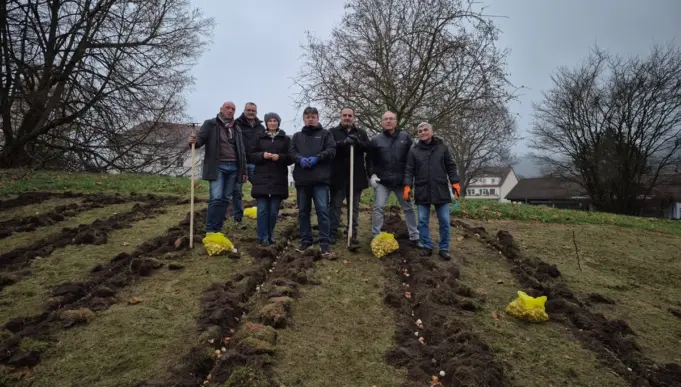 Mehrere Personen pflanzen gemeinsam Tulpenzwiebeln im Stadtpark.