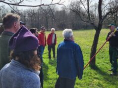 Perfekter Obstbaumschnitt: Experte bringt Höchens Bäume für mehr Ertrag in Form