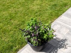 Kampf gegen Starkregen: Blieskastel zahlt Zuschüsse für weniger Beton