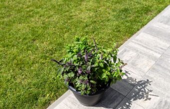 Kampf gegen Starkregen: Blieskastel zahlt Zuschüsse für weniger Beton