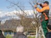 Ran an die Schere: Kostenloser Profikurs in Erbach bringt Obstbäume in Topform