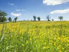 Bliesgau-Tour verbindet Wanderung, Verkostungen und regionales Abendessen