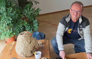 Asiatische Hornisse im Saarland: Bestand stabilisiert sich offenbar