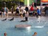 Hundeschwimmen im KOI: 260 Vierbeiner stürzen sich ins kühle Nass
