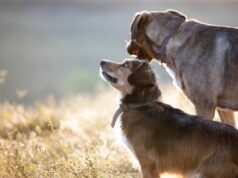 Homburg wirbt für ersten Tierschutzkongress im Südwesten