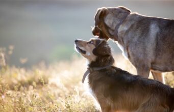 Homburg wirbt für ersten Tierschutzkongress im Südwesten