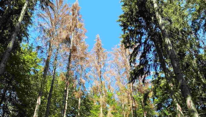 bild_wald_totholz_klein